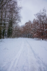 forest in winter with snow