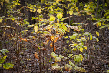 Tree seedlings bathing in golden hour sunlight. Picture from Scania county, southern Sweden