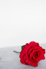 red roses flat lay against a white background