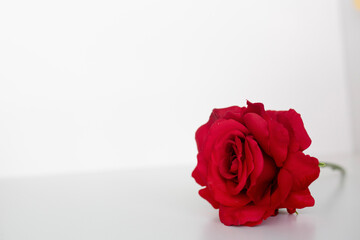 red roses roses flat lay against a white background