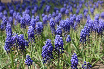 Whole lot of violet flowers of Armenian grape hyacinths in May