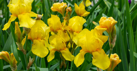 Naklejka na ściany i meble Beautiful yellow iris flowers grow in the garden.