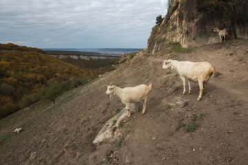 Fototapeta premium White goats graze in the meadow. Landscape with sky and goats grazing in the mountains.