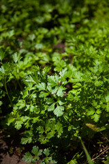 large vertical photo. Parsley grows in the garden. It is grown outdoors in the garden area. Green background of parsley leaves. sunny day. ingredients for salad. vitamin herbs. a large field of parsle