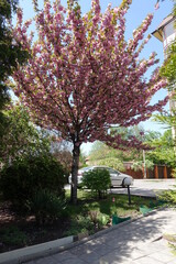 Tree of sakura in full bloom near house in April