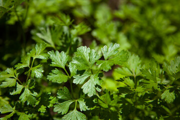 Fototapeta na wymiar large horizontal photo. Parsley grows in the garden. It is grown outdoors in the garden area. Green background of parsley leaves. sunny day. ingredients for salad. vitamin herbs. close-up
