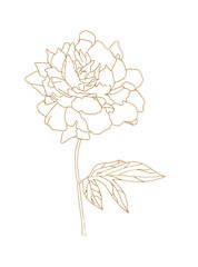 Line Drawing Illustration of a single stem Peony flower