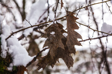 snow covered tree
