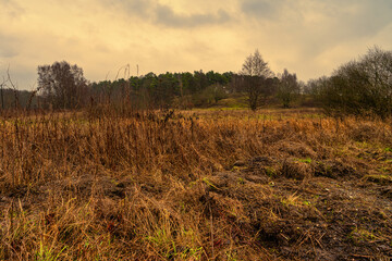Obraz premium A beautiful moor landscape with a dark sky in the background. Picture from Revingehed, Scania county, Sweden