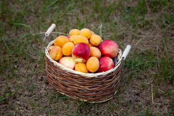 large horizontal photo. summer day. wooden basket with handles. fruit box. many apricots and...