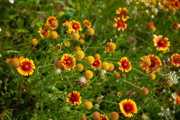 Red-yellow carved aster petals. Summer Flowering Common Blanketflower (Gaillardia aristata). large horizontal photo. summer time.