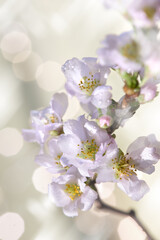 Prunus subhirtella, the winter-flowering cherry. Close-up on buds and flowers. Soft focus with lights. Monochromatic look, desaturated hues, neutral tones. Flora background.