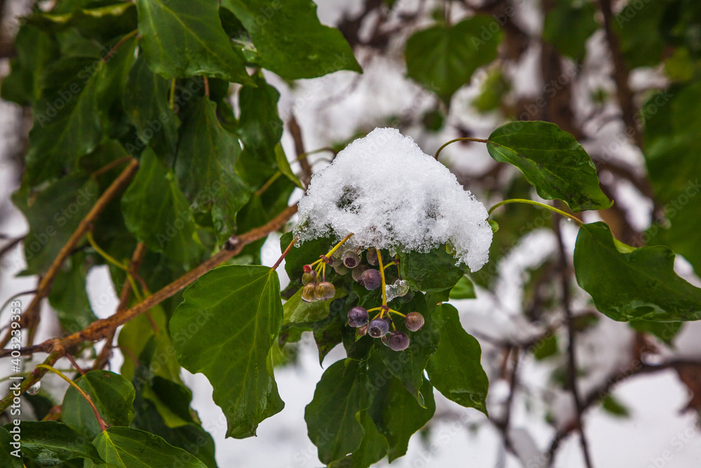 Sticker trees in the snow