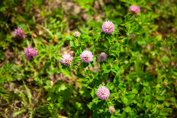 large horizontal photo. Field red clover flower (Trifolium pratense) in spring rural landscape. Medicinal herb red clover flower garden field. Pink purple clover flower. summer time.