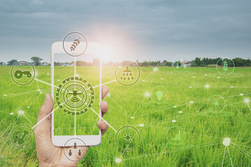 smart farmer holding smartphone,rice fields production control,concept agricultural product control...