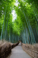 竹林の小径 -京都嵐山を代表する観光地- 京都府京都市右京区