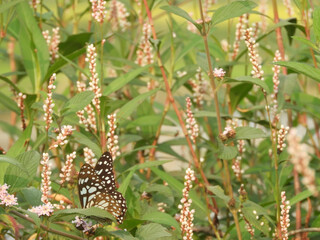 Beautiful butterfly on wildflower view. Macro close up view butterfly on soft green background. Elegant amazing rural artistic image.