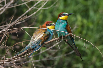 Bienenfresser (Merops apiaster)