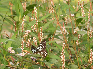 Beautiful butterfly on wildflower view. Macro close up view butterfly on soft green background. Elegant amazing rural artistic image.