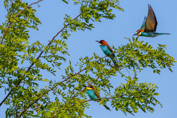 Bienenfresser (Merops apiaster)