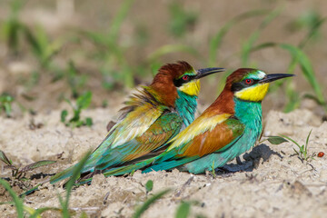 Bienenfresser (Merops apiaster)