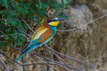 Bienenfresser (Merops apiaster)