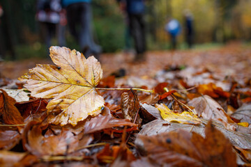 Herbstlaub auf dem Weg Spaziergang WALD
