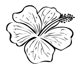 Hibiscus stock illustration