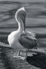 Beautiful white pelican black and white picture