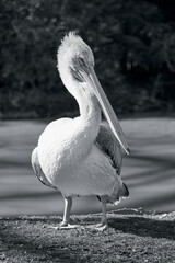 Beautiful white pelican black and white picture