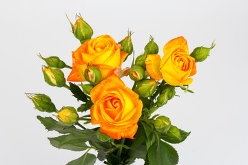 Beautifull orange roses isolated on white background. Copy space