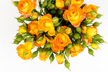 Beautifull orange roses isolated on white background. Copy space