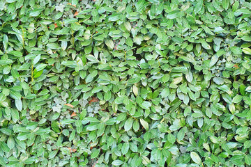 Seamless green leaves texture, bush and hedge pattern, high resolution repeatable leaf wallpaper, seams free, perfect for renders and architectural works.