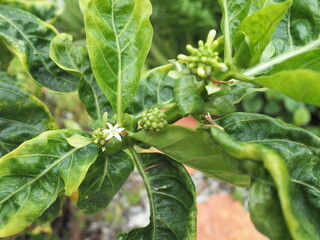 Noni Tahiti, small green fruit and white flowers on the tree. It has properties that help nourish the heart, stimulate blood circulation, help build the immune system, reduce cell degeneration.
