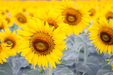 Obraz premium close up sun flower farm in morning.
