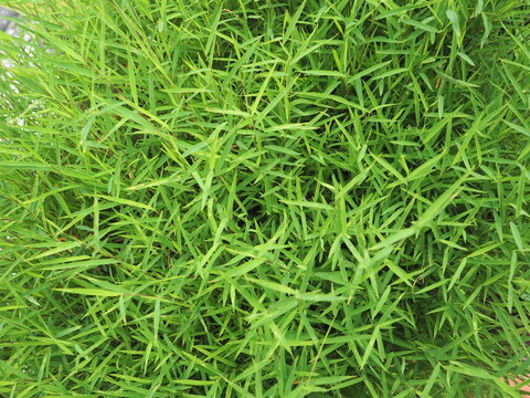 POGONATHERUM PANICEUM (LAMK) HACK belong to the family POACEAE,a grass family. It looks like a small clump of bamboo with hairy leaves. It is a popular herb used for boiling water as well as tea leave