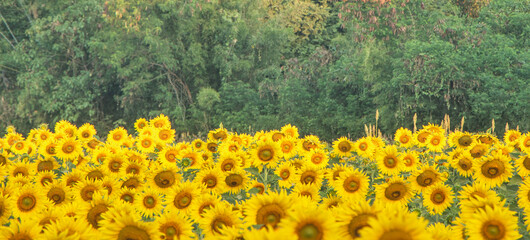 close up sun flower farm in morning.
