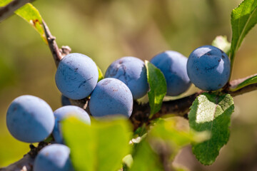 Ripening blackthorn berries on a branch with leaves on a brown blurred background. Closeup macro...