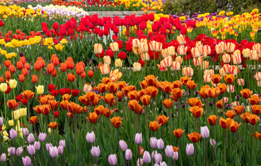 tulip garden in Minnesota USA North America