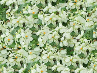 Poinsettia, white flowers, yellow stamens Scientific name Euphorbia pulcherrima Wild.Ex Klotzsch is...