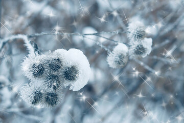 Wild plants covered with frost. Winter background.