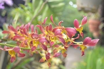 red tropical Orchid Orchidaceae flower blooming with green leaves