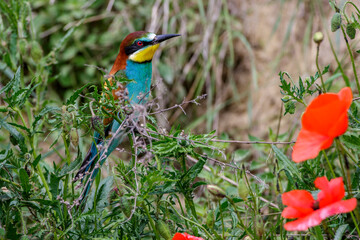 Bienenfresser (Merops apiaster)