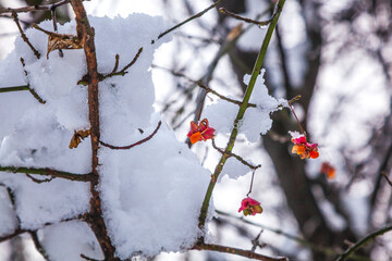 snow covered branches