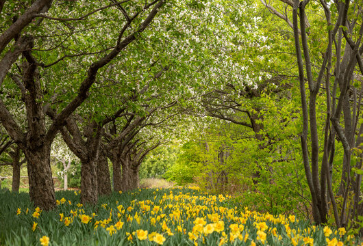 blooming flowers and  trees in spring