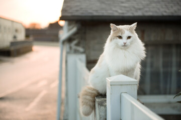 Un chat blanc angora assit de face sur le rebord de la barrière d'une maison un soir d'hiver
