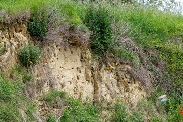Fototapeta premium Brutbiotop vom Bienenfresser (Merops apiaster)