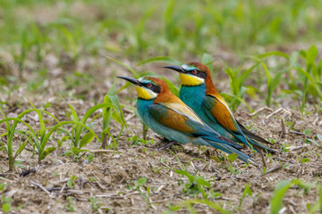 Bienenfresser (Merops apiaster)