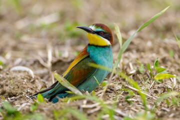 Bienenfresser (Merops apiaster)