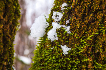 Obraz premium snow covered tree